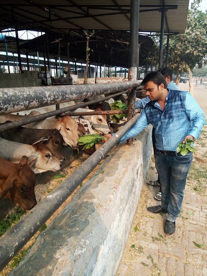 Gau Seva